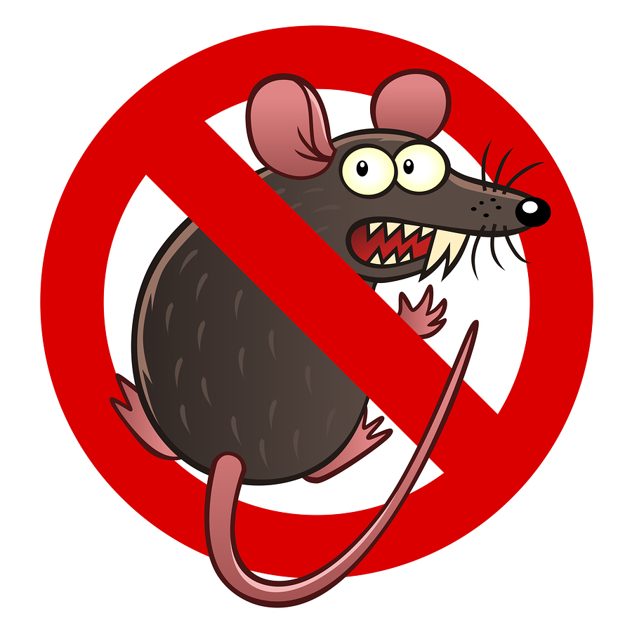 A Rodent Made a Nest In My Car and Caused Damage – Is it Covered?