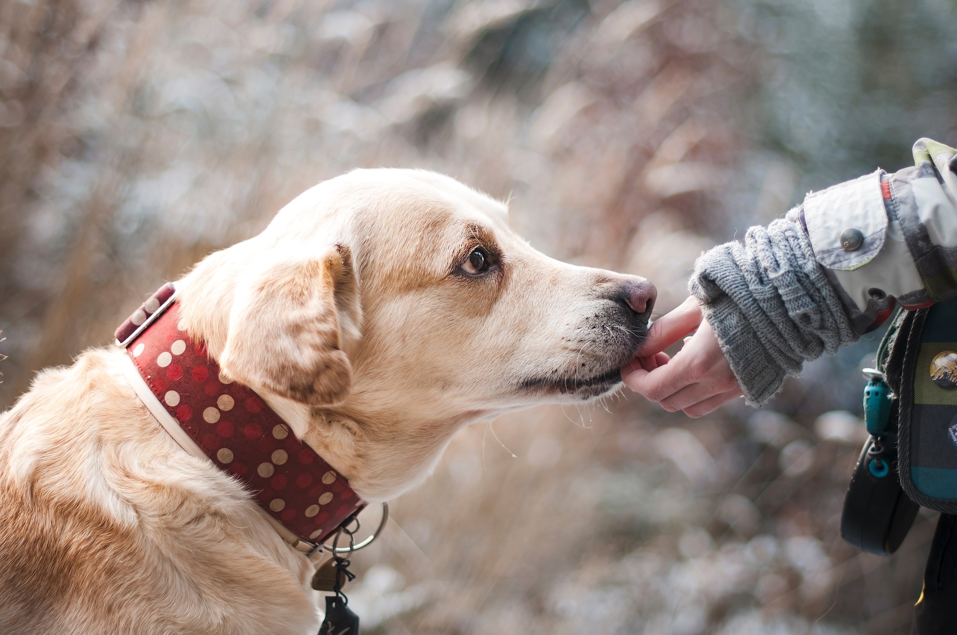 Be a Responsible Dog Owner – 7 Tips to Follow to Avoid a Liability Claim