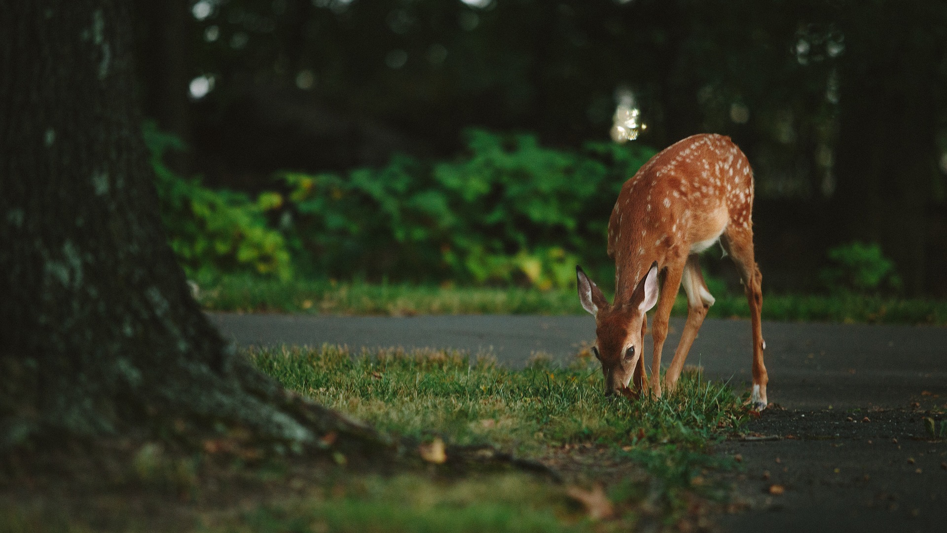 If I Damage My Car From Hitting Wildlife, Am I Covered?
