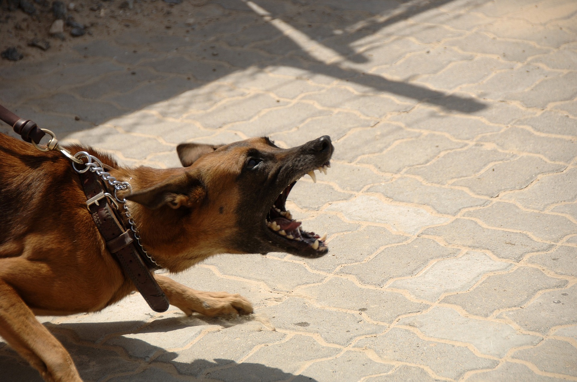 What Should I Know About Dog Bite Insurance Claims?