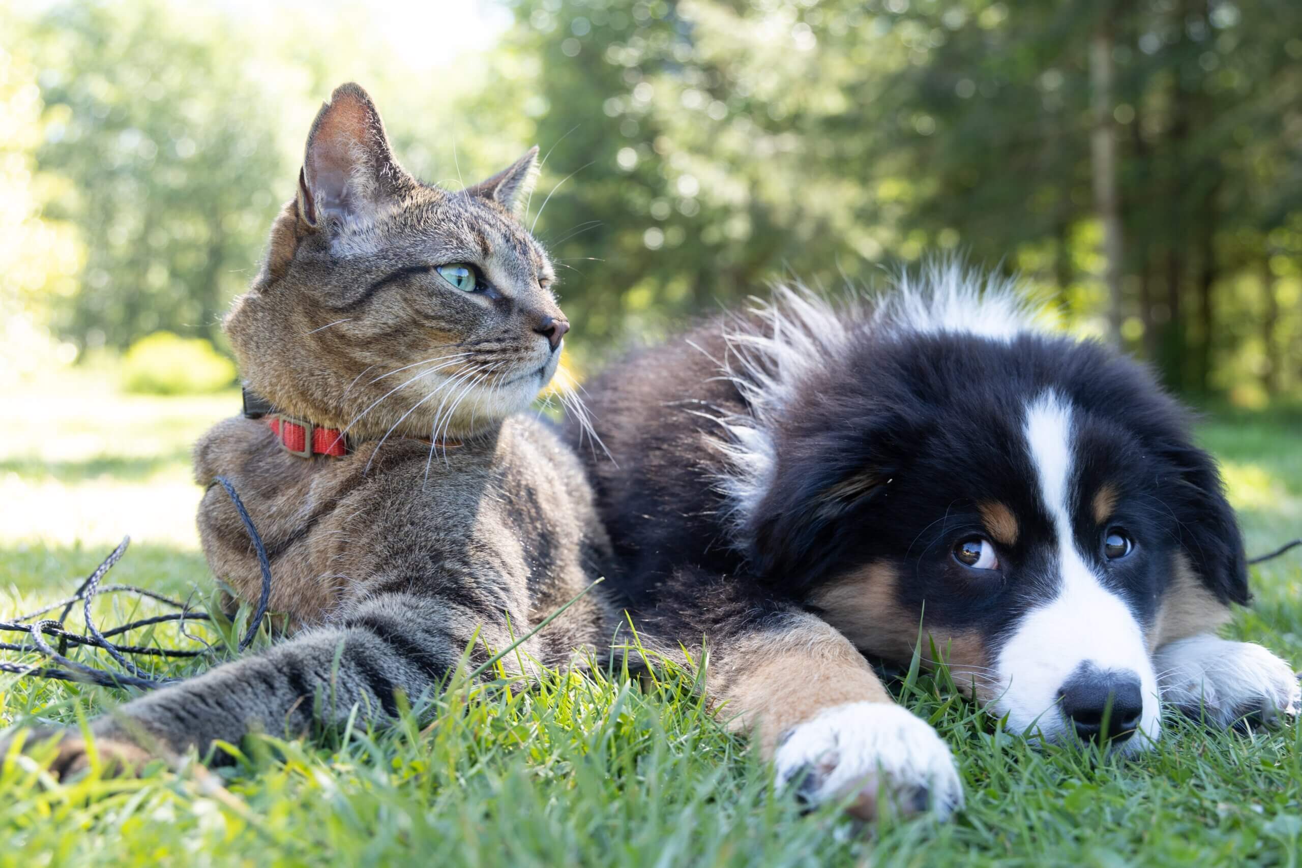 Pet Injury Coverage in Silverdale, WA